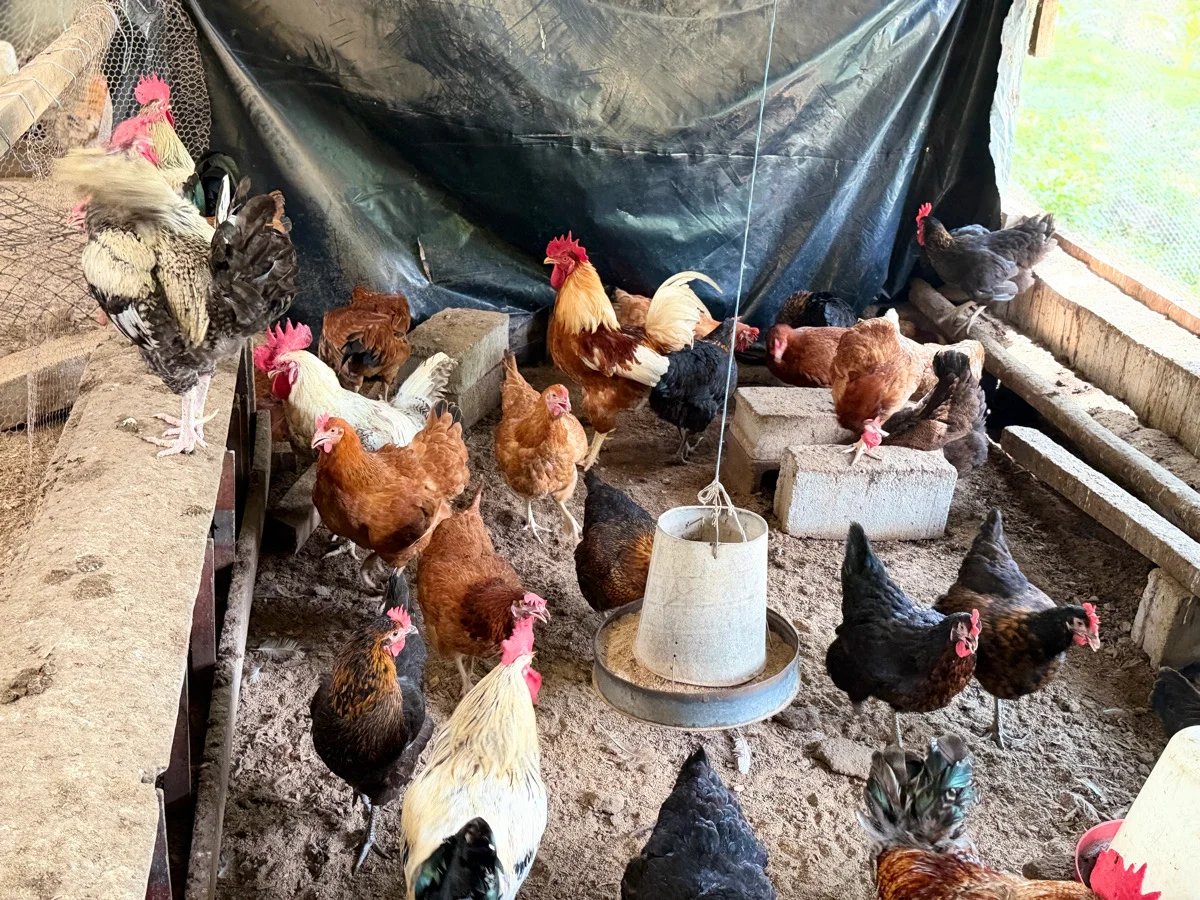 poulets