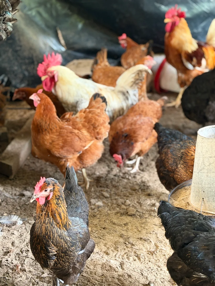 poulets