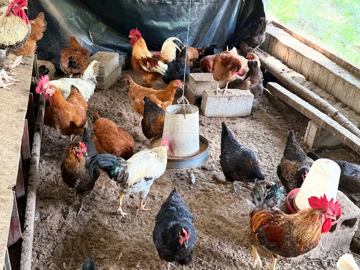 poulets