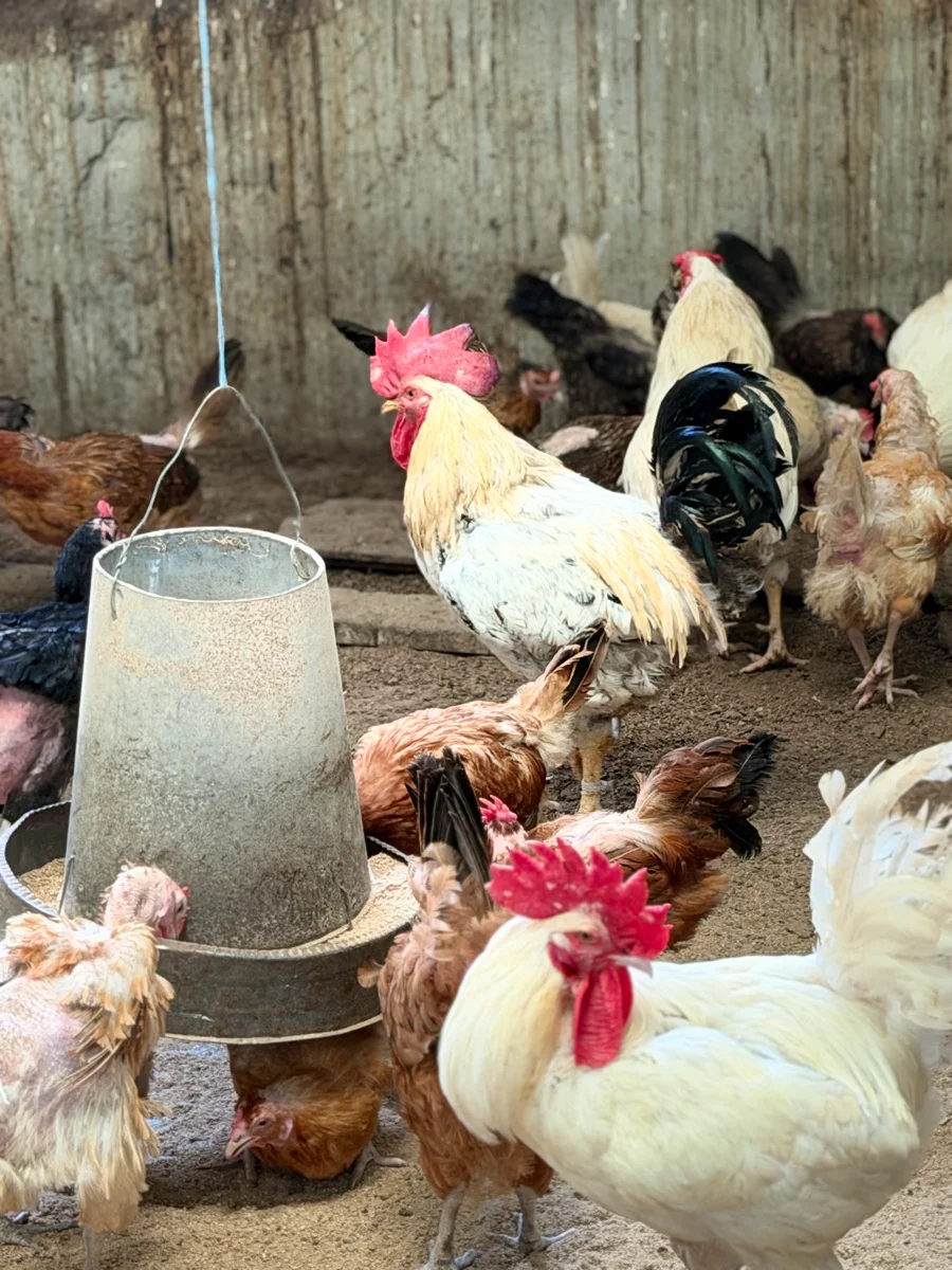 poulets
