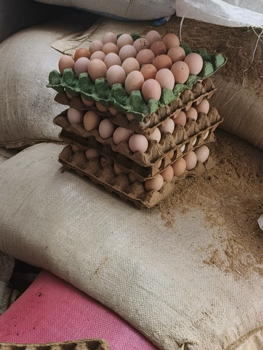 œufs fécondés