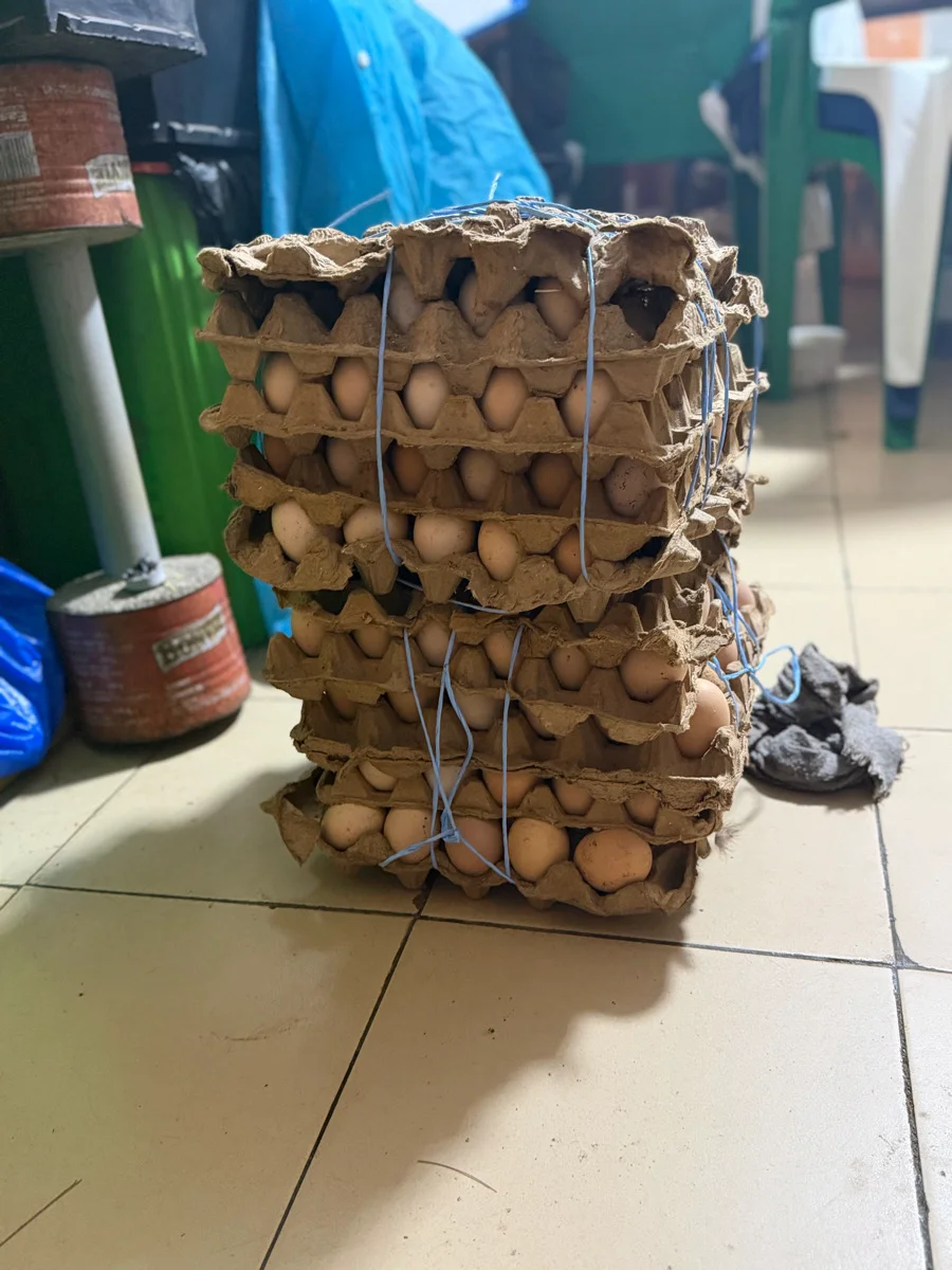 œufs fécondés