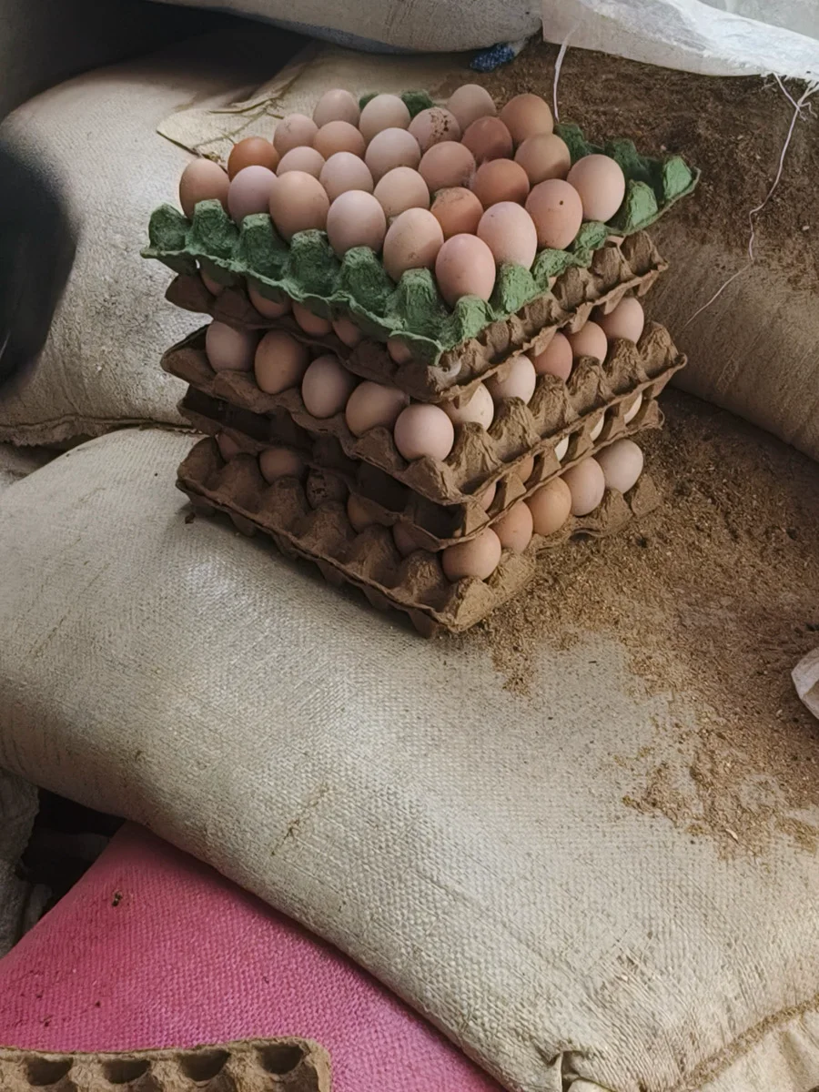 œufs fécondés