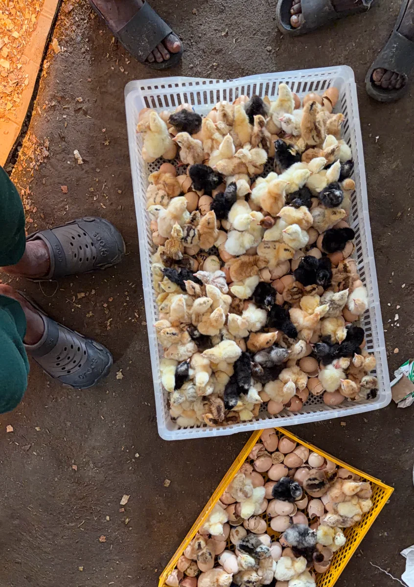 poussins