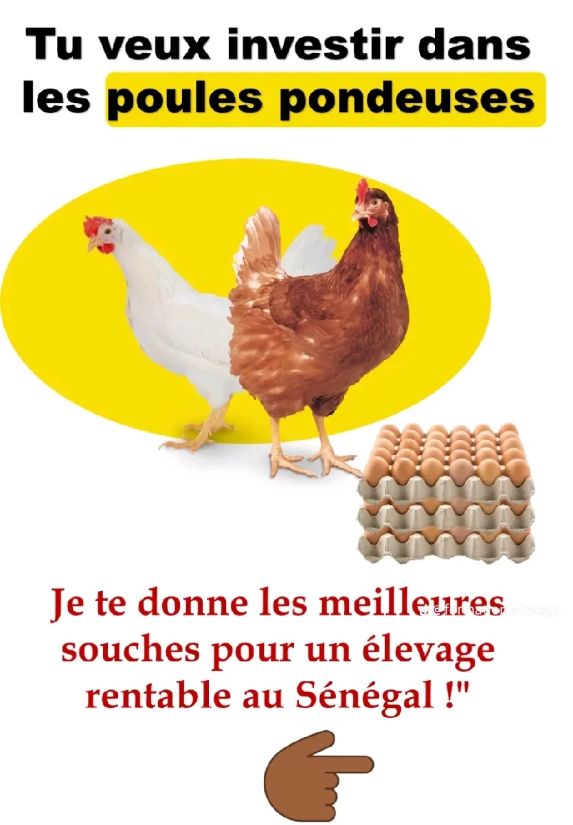 vente de poulets de chair